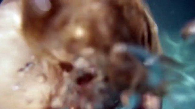 underwater naked siren sunny lane sucks dick below the tide!