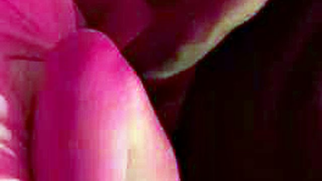 Fest: Blowjob, Missionary & Hardcore Porno